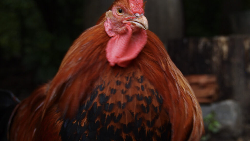 Rooster at Claude Moore Colonial Farm. (2019)