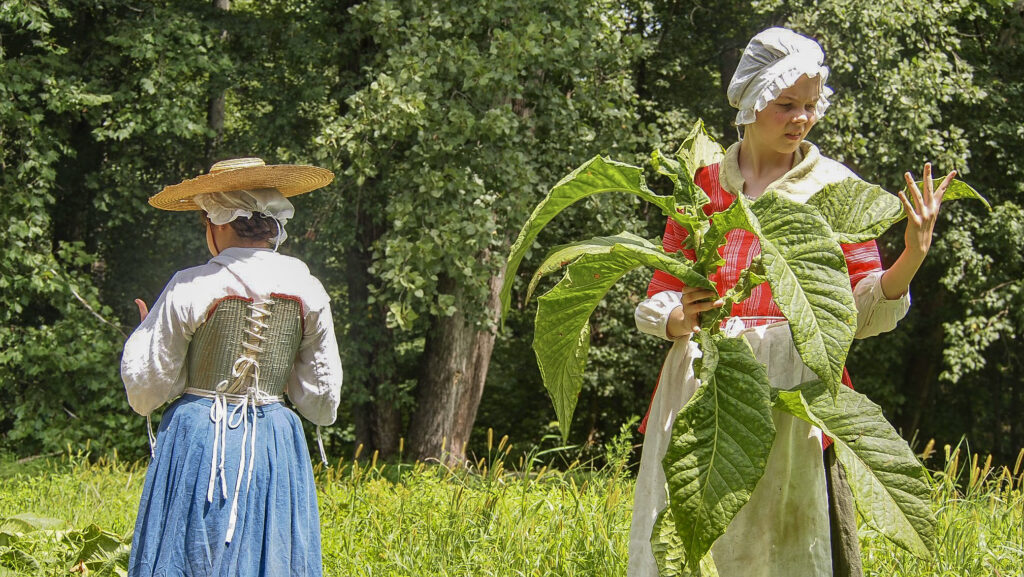 Costumed interpreters harvesting tobacco. (2019)