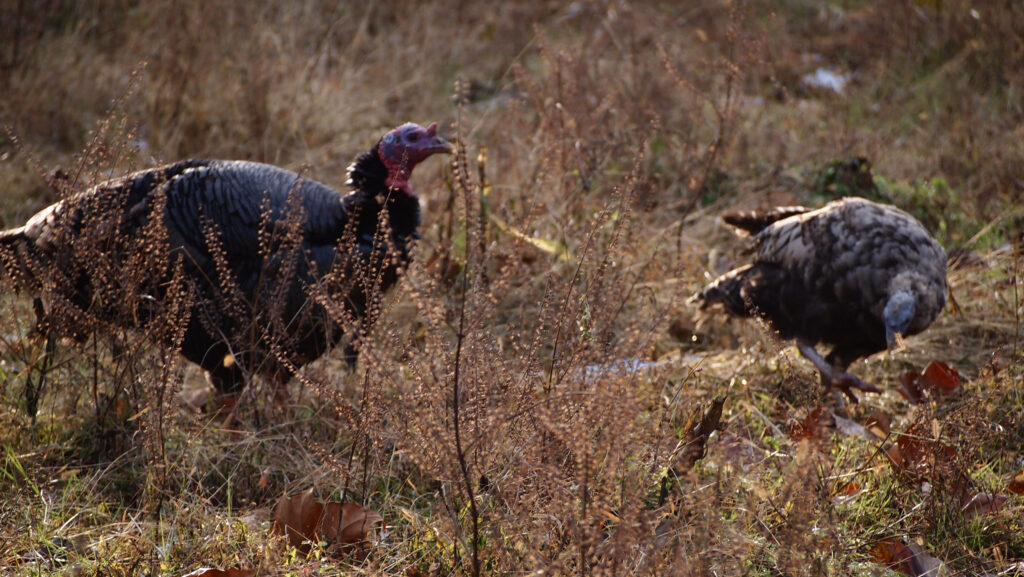 Two heritage-breed Bronze turkeys at Claude Moore Colonial Farm, McLean, VA. 2018.