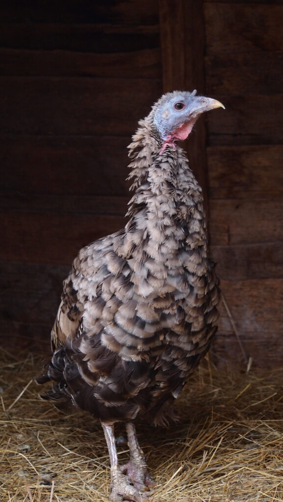 The Grand Dame, an elderly heritage-breed Bronze turkey at Claude Moore Colonial Farm, McLean, VA. 2018.