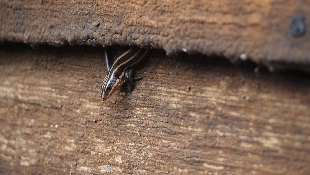 Juvenile five-lined skink hiding in the farmhouse's exterior siding at Claude Moore Colonial Farm, McLean, VA. 2018.