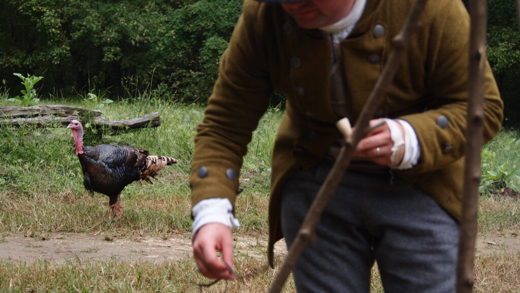 Tom, a heritage-breed Bronze turkey, surveying the muster at Claude Moore Colonial Farm, McLean, VA. 2018.