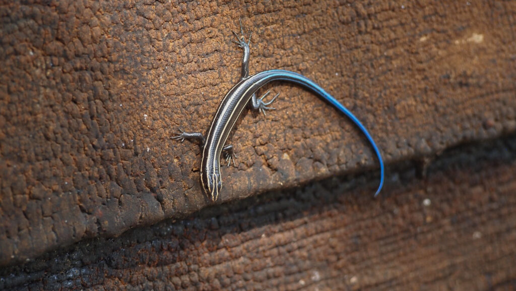 Juvenile five-lined skink sunning on the farmhouse's exterior siding at Claude Moore Colonial Farm, McLean, VA. 2018.