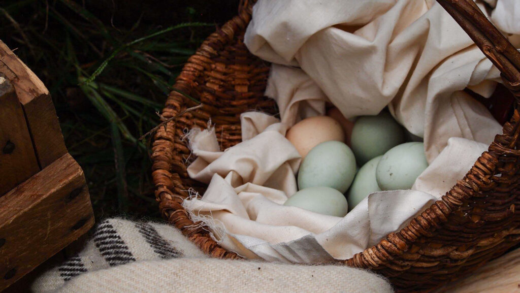 Colorful chicken eggs in a basket at Claude Moore Colonial Farm, McLean, VA. 2018.
