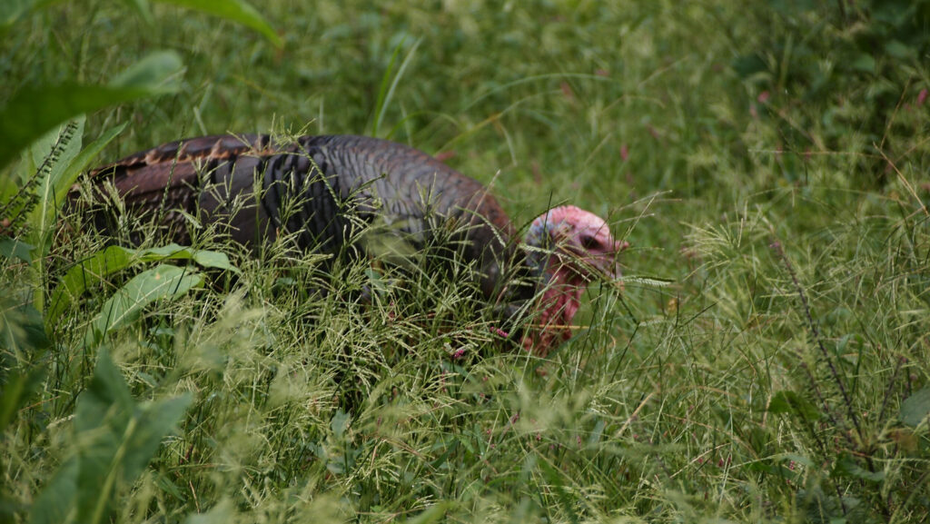Tom, a heritage-breed Bronze turkey, at work eating insects at Claude Moore Colonial Farm, McLean, VA. 2018.