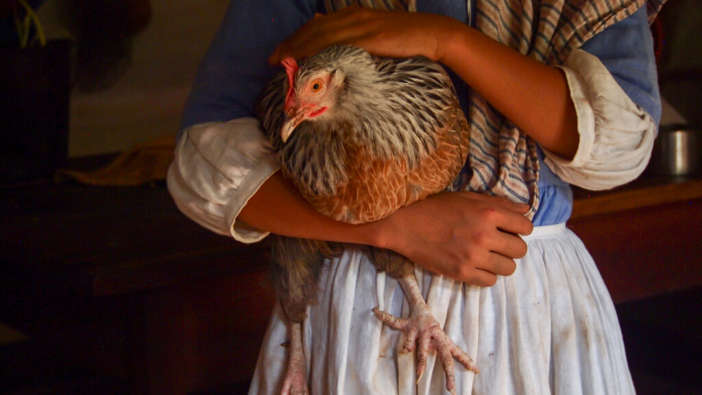 The Favorite, a heritage-breed Dorking hen held by a young woman at Claude Moore Colonial Farm, McLean, VA. 2018.