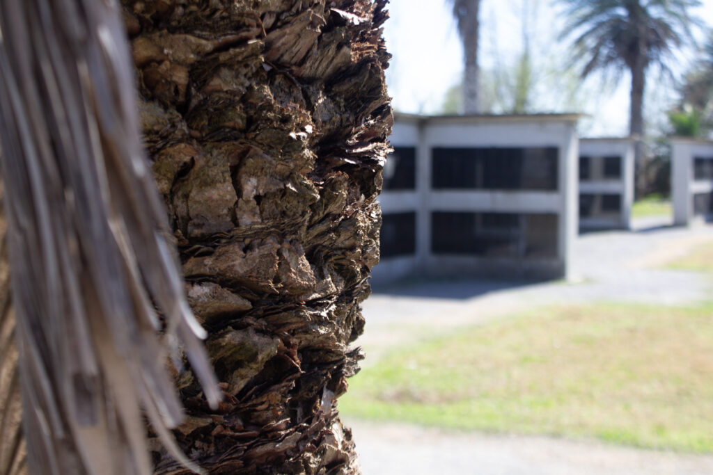 Detail of a palmetto palm at the Allées Gwendolyn Midlo Hall Memorial at Whitney Plantation in Wallace, LA. 2026.