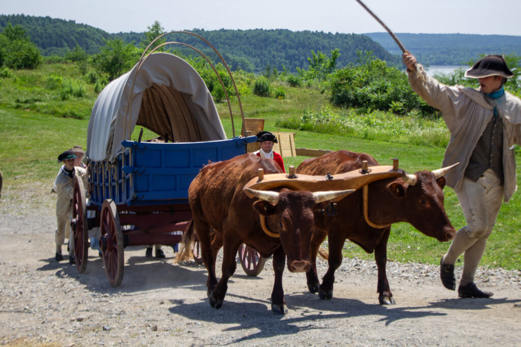 Flying hospital Conestoga wagon with in-training oxen and teamster, outside the walls of Fort Ticonderoga, Ticonderoga, New York. 2026.