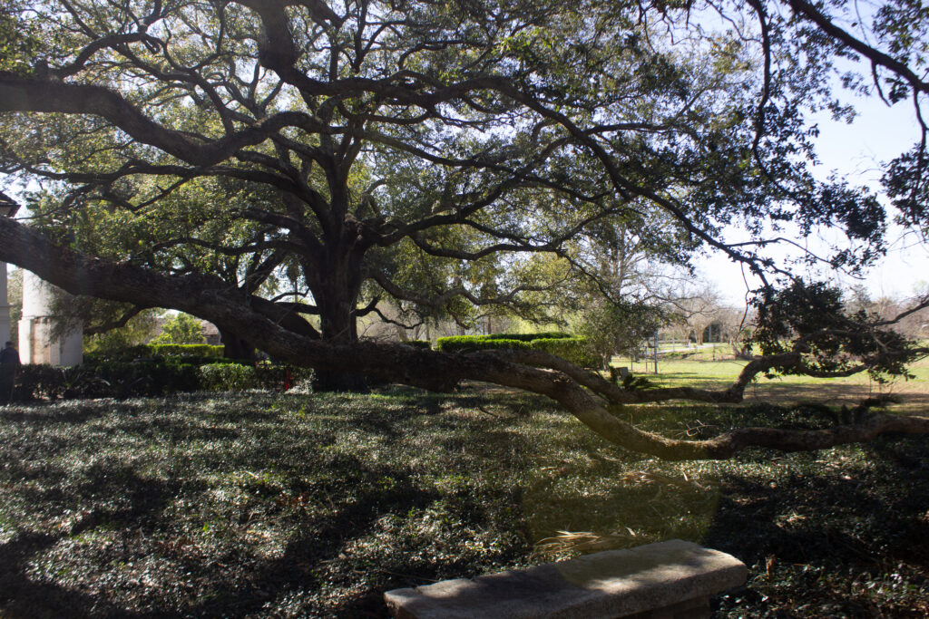 Tree behind the Big House at Whitney Plantation in Wallace, LA. 2026.