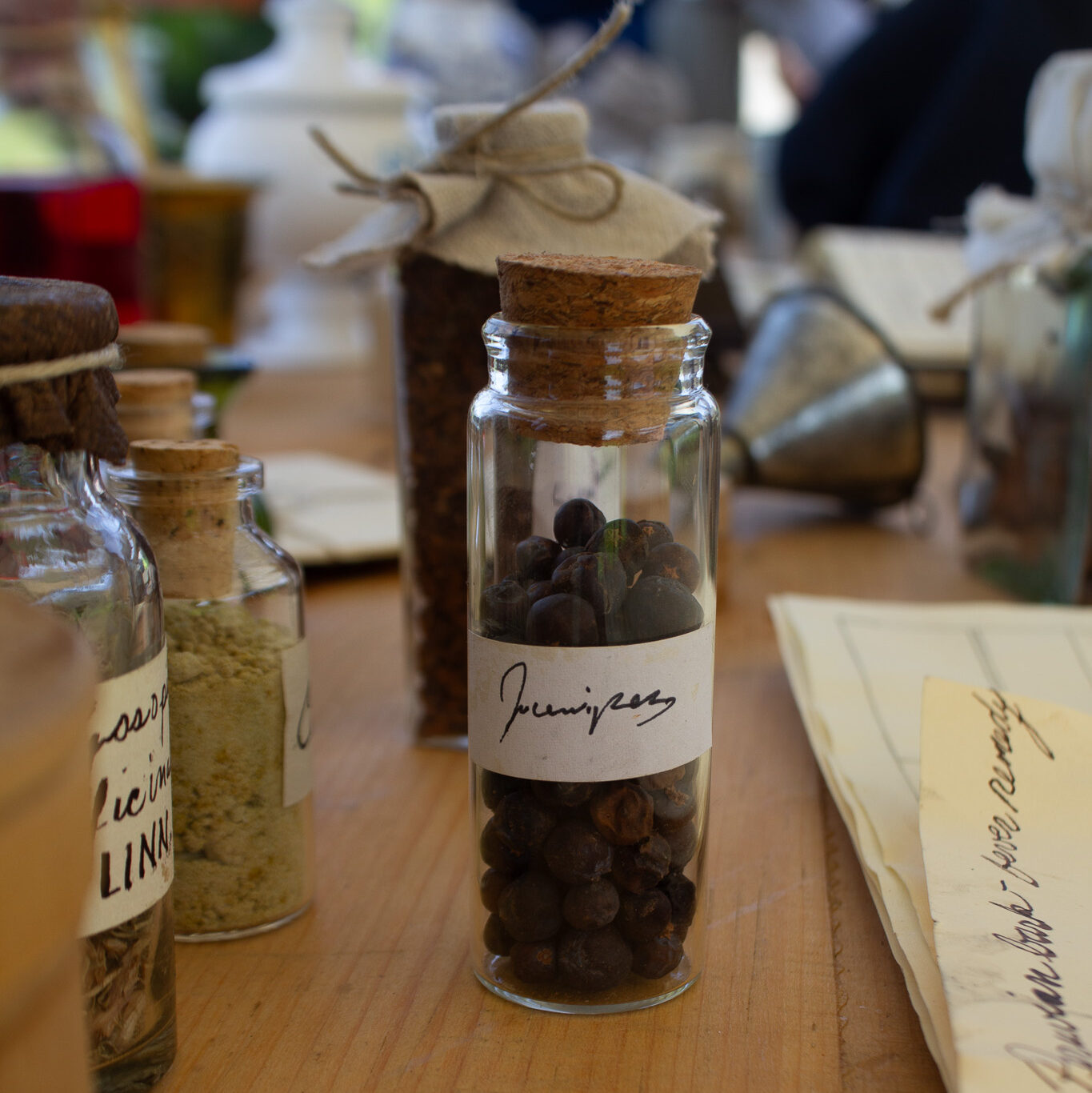Dried juniper berries at the flying hospital, Fort Ticonderoga, Ticonderoga, NY. 2026.