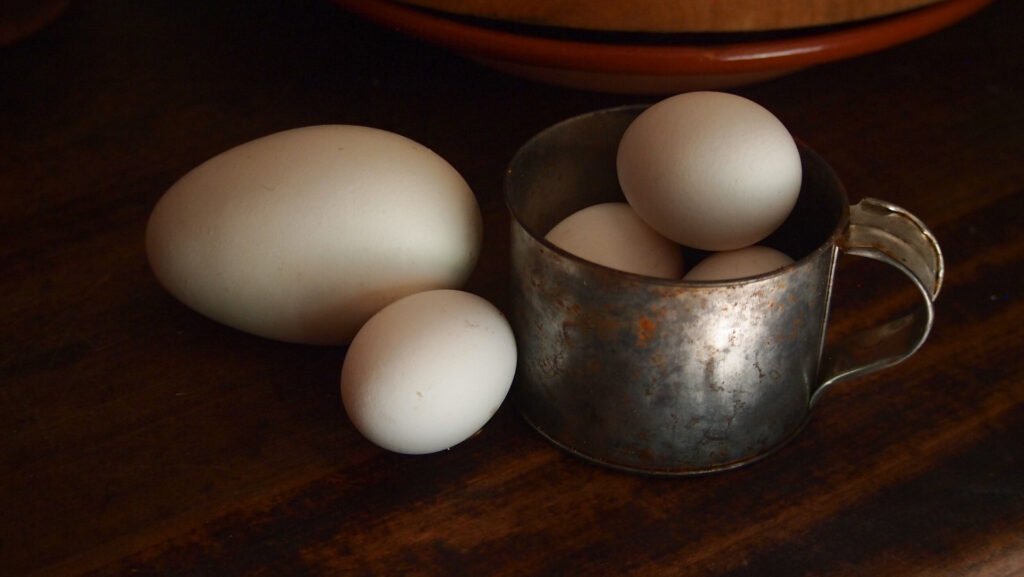 Goose and chicken eggs in a tin cup at Claude Moore Colonial Farm, McLean, VA. 2018.